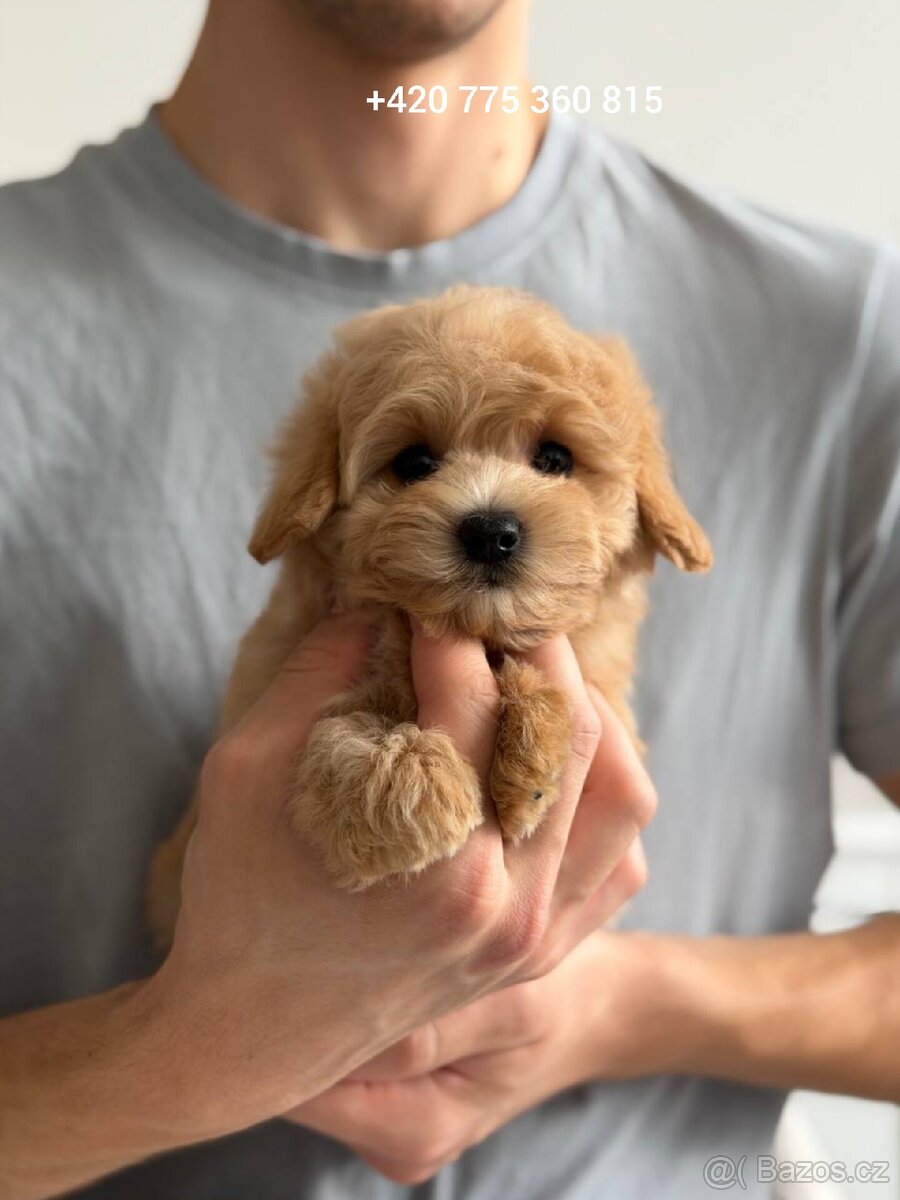 Maltipoo pejsek f1 standard - 2