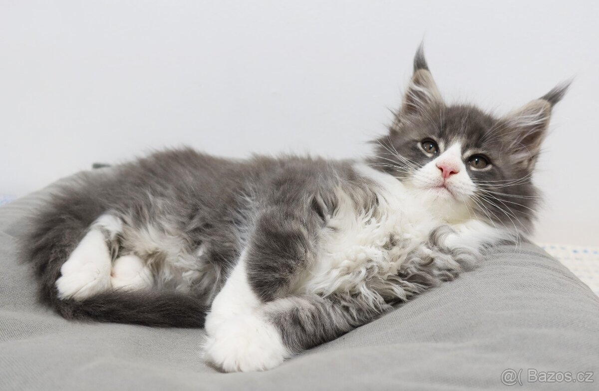 Mainská mývalí, koťata - 2