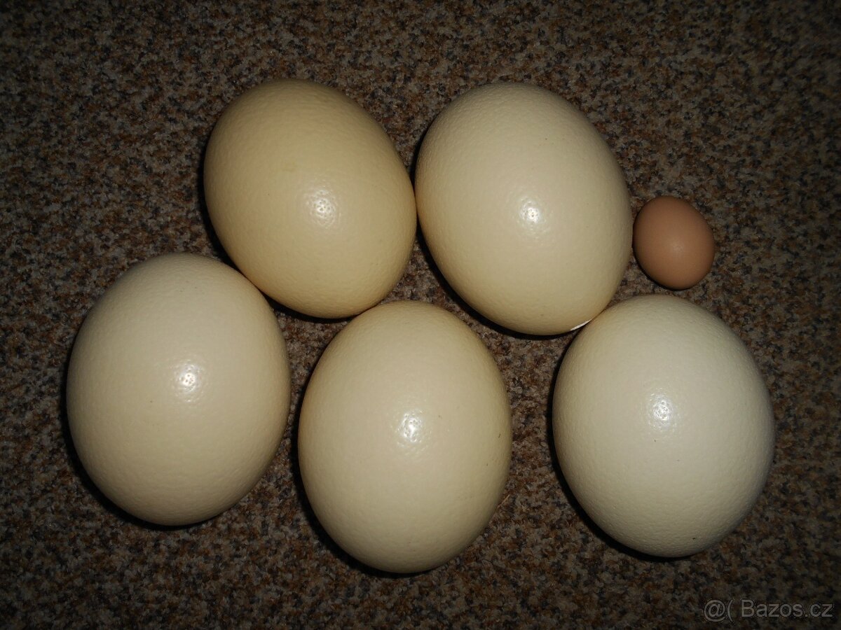 Prodám výfuky vejce pštrosa afrického - 2