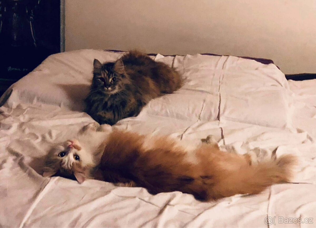 Kočky typu Mainské mývalí bez PP - 2