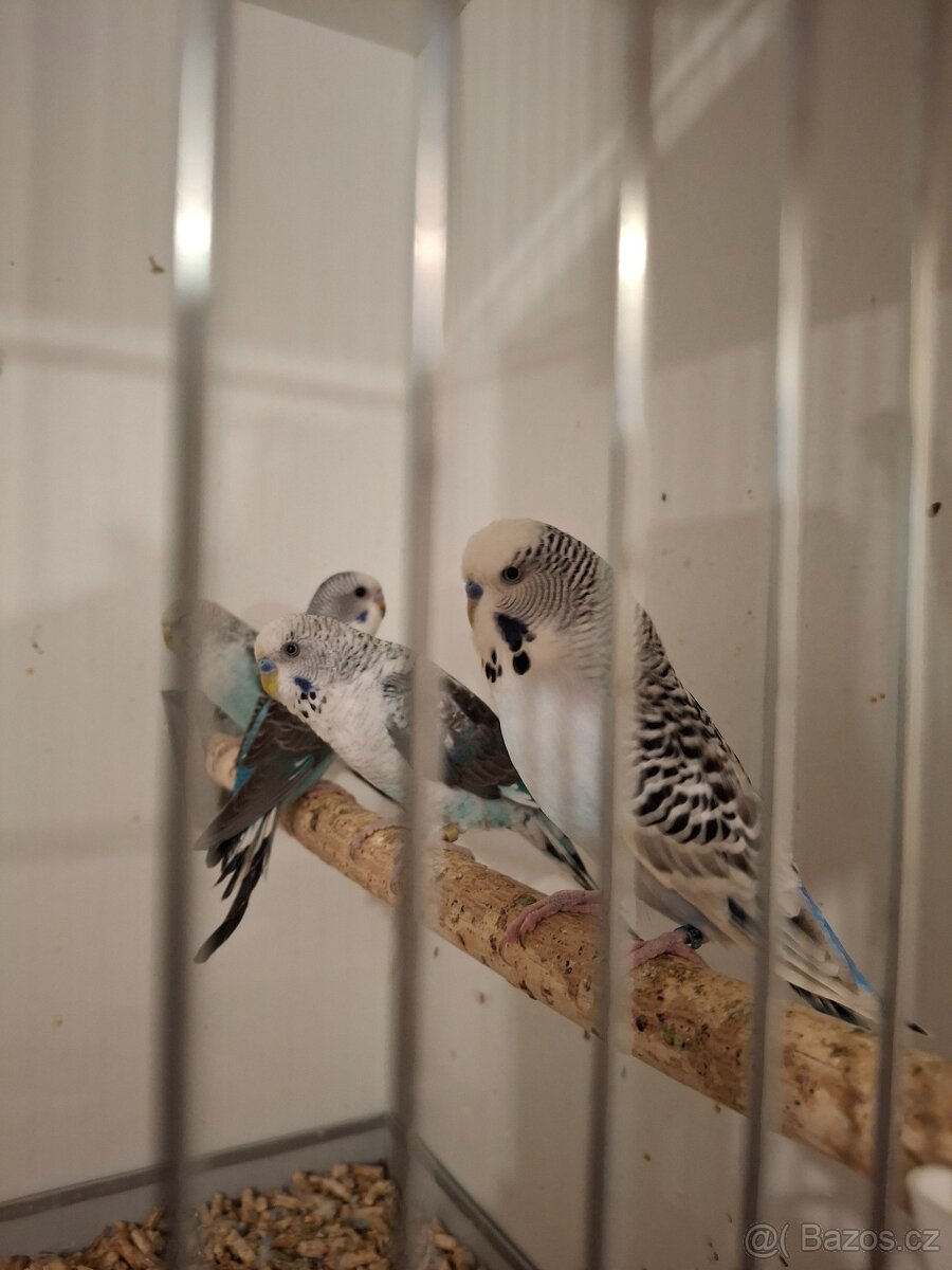 Andulka samec tcb - 2