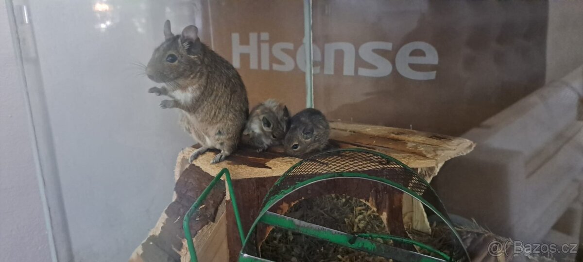 Osmák degu - 2