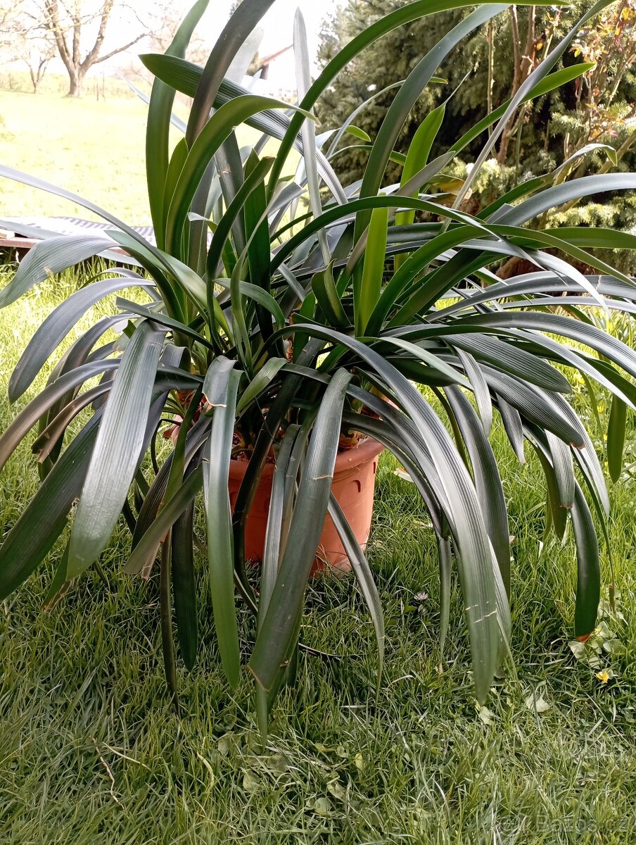 Klívie, Clivia oranžově kvetoucí - 2