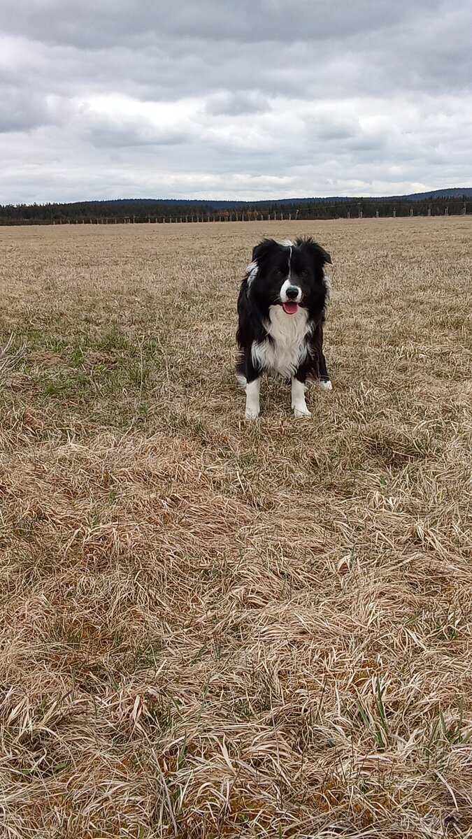 Border kolii ke krytí - 2