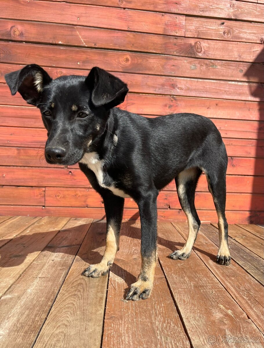 LESSI - štěně, fenečka 5 měsíců - 2