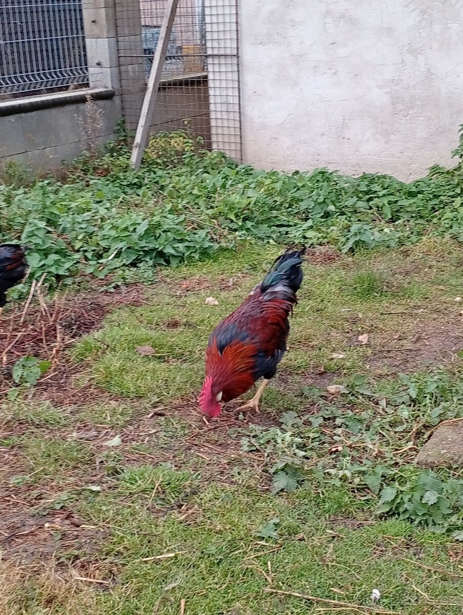 Kohouti vlaška koroptvi - 2