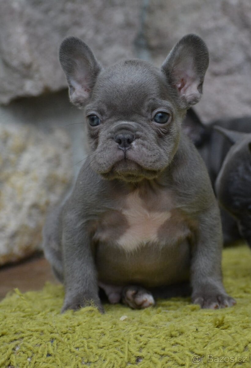 Francouzský buldoček - 2