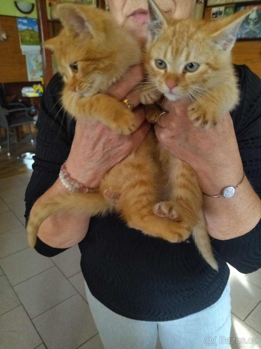 Daruji koťátka - 2
