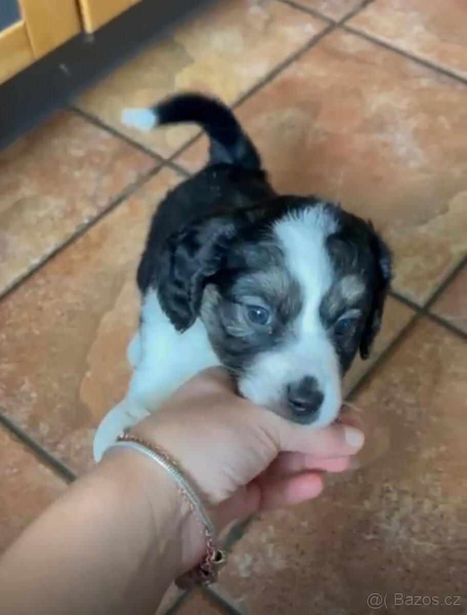 Štěňátko fenečka kříženec border kolie - 2