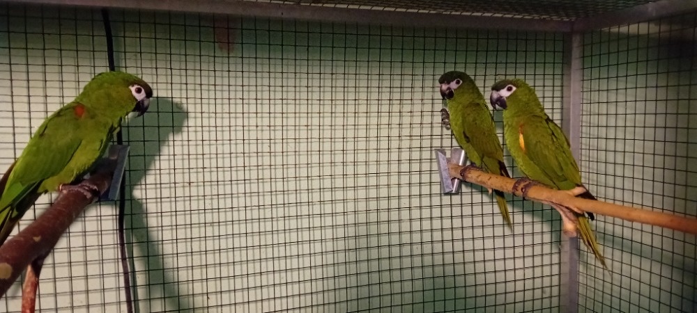 ARA ČERVENORAMENNÝ NOBILIS - 2