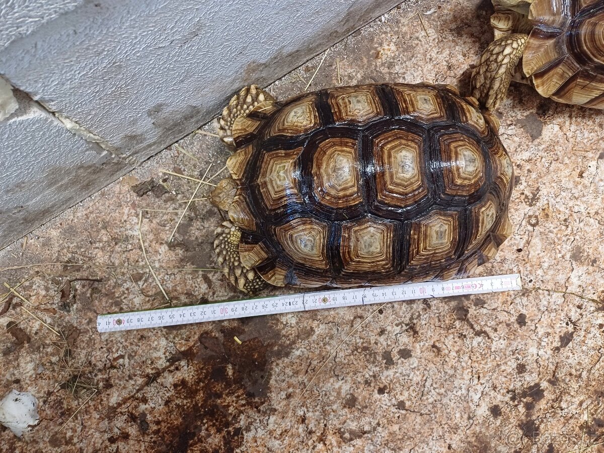 Želva ostruhatá-sulcáta - 2