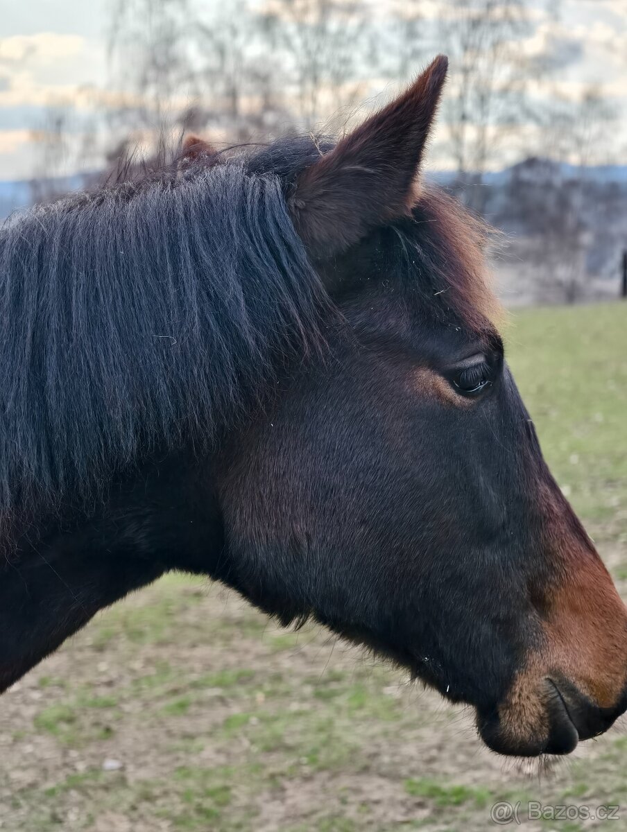 Roční P.R.E. klisnička - 2