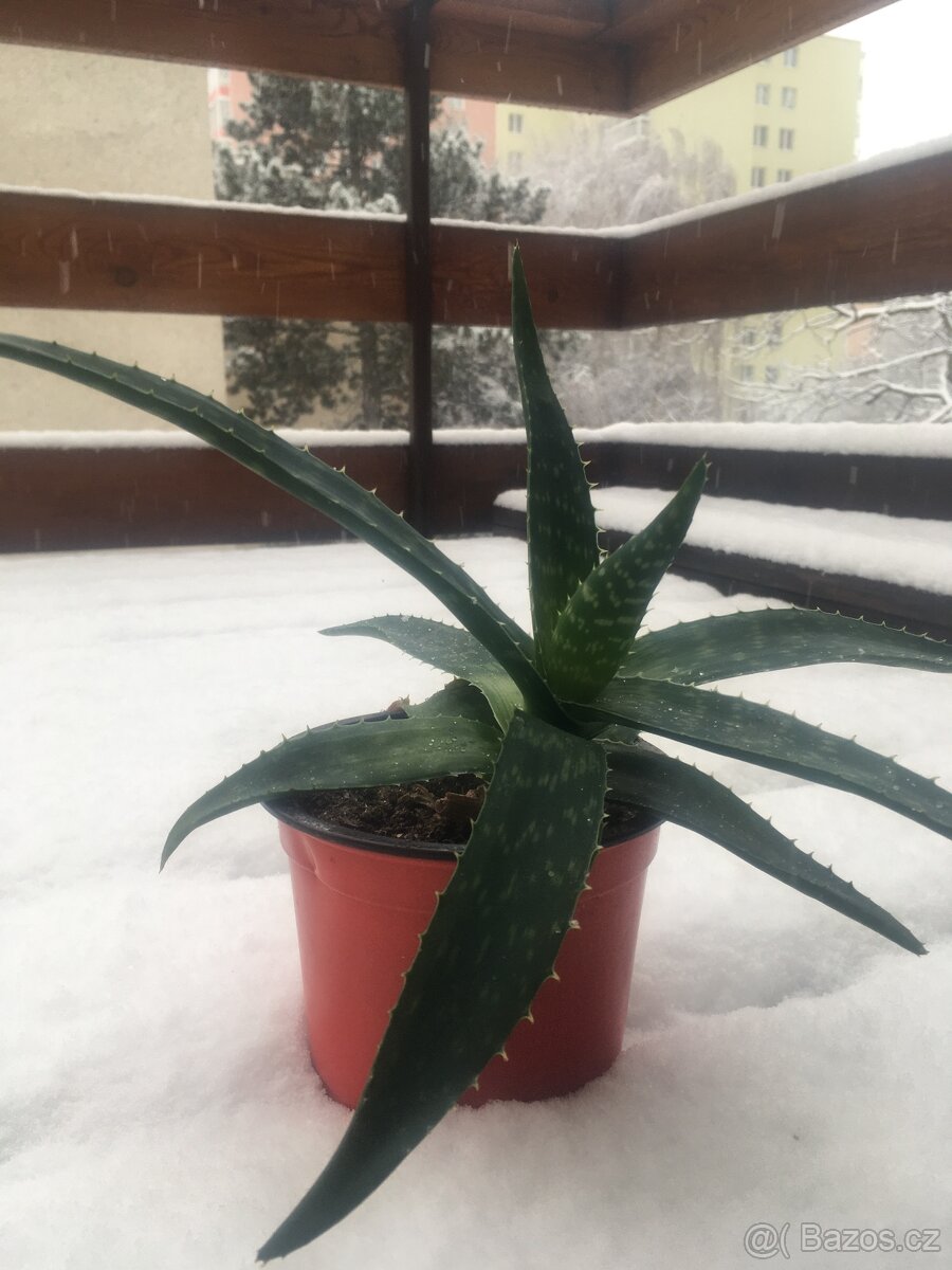 Aloe vera pravá - 2