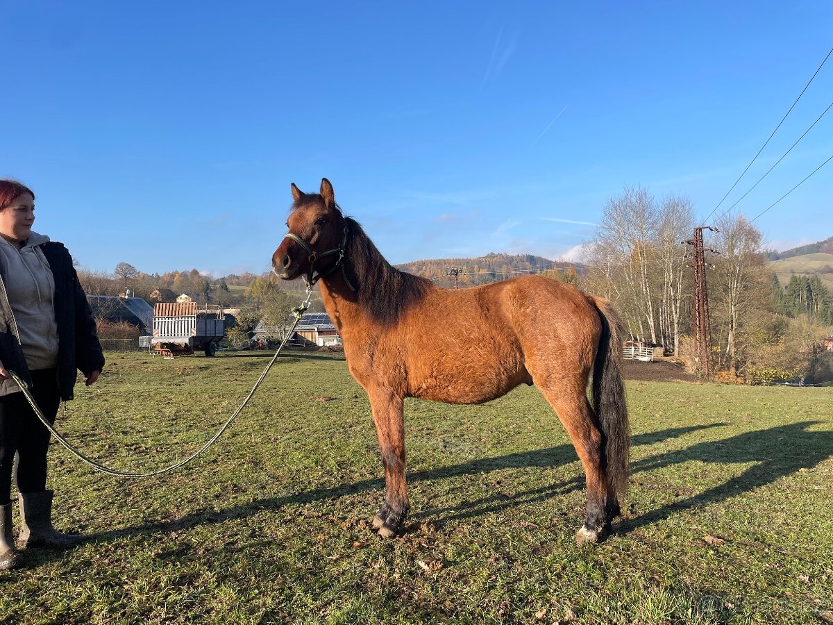 Hřebec/valach ČSP Pony dvouletý červený plavák - 2