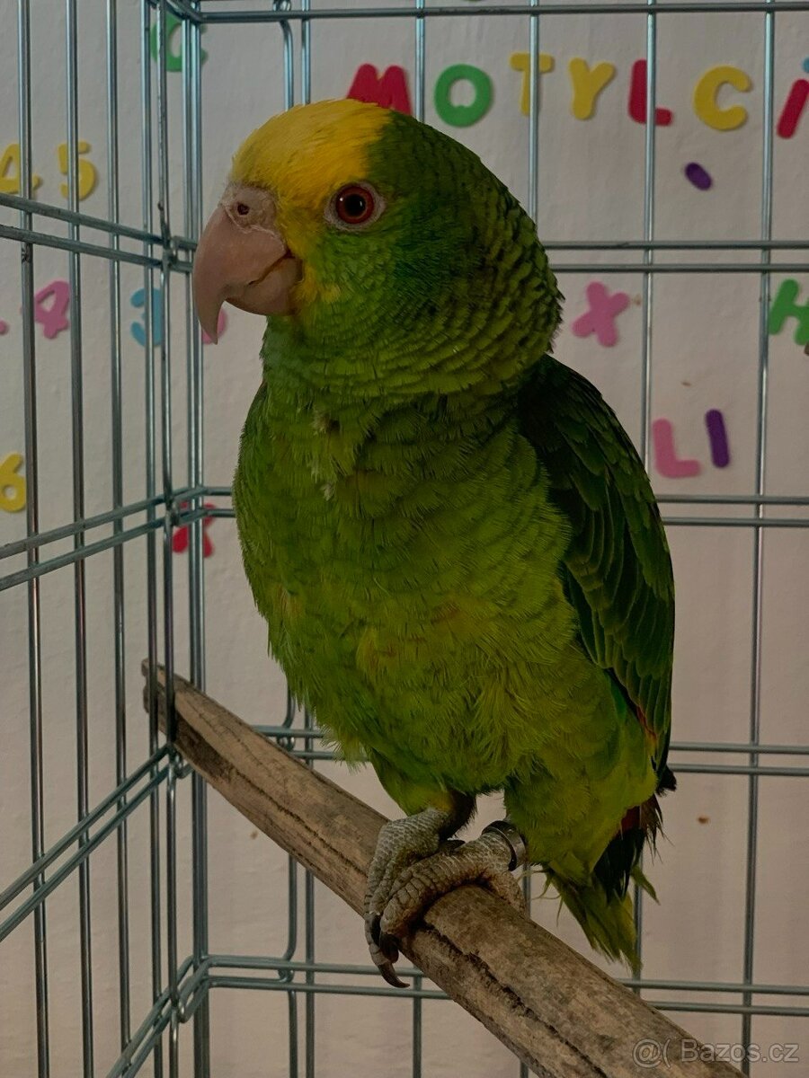 Papouška Amazon - 2