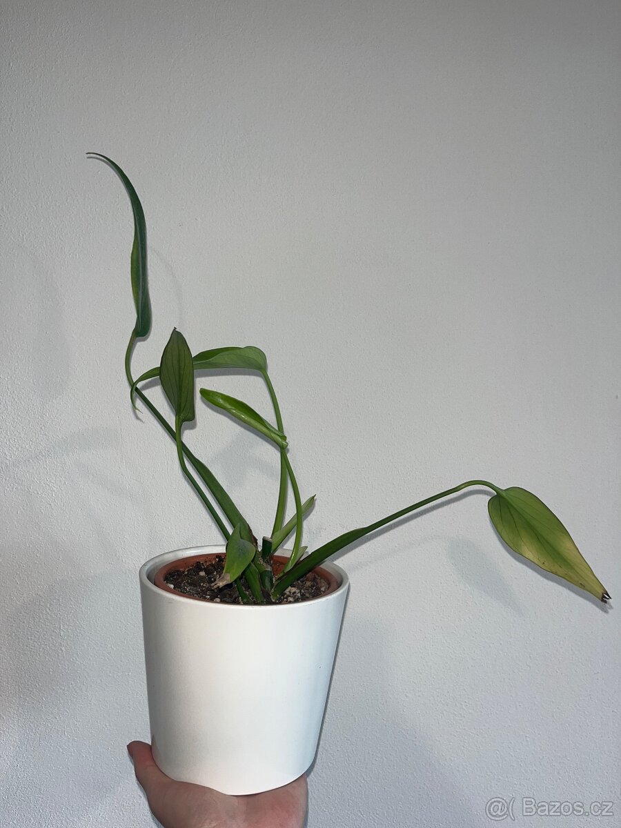 Monstera burle marx flame - 2