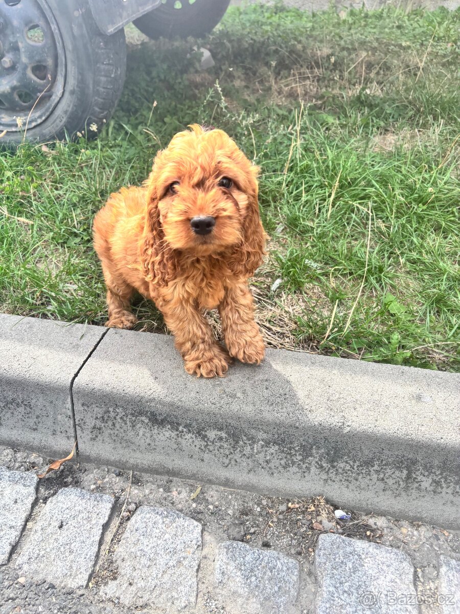 maltipoo bez pp - 2