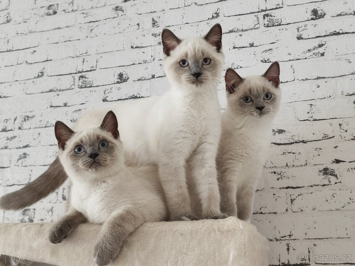 Britská koťátka - 2