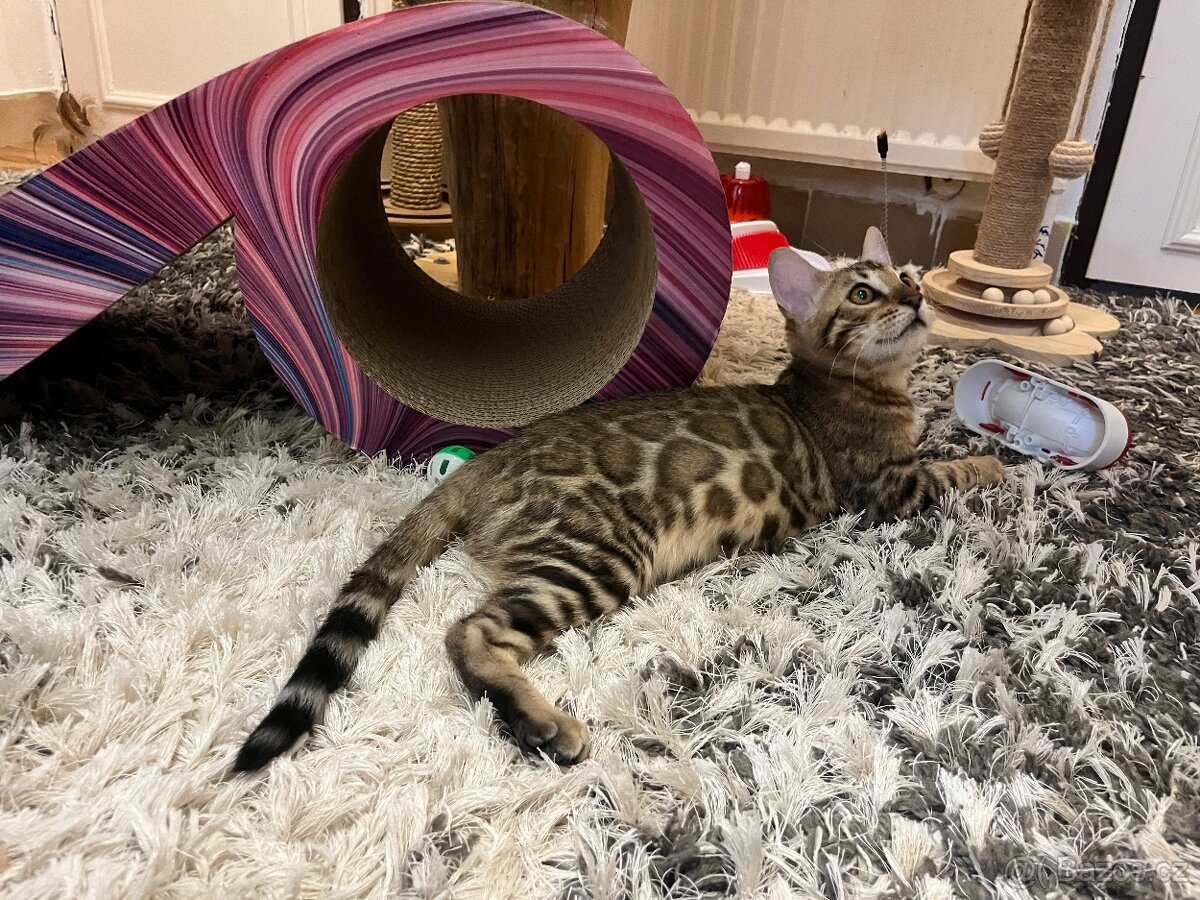 Bengálská kočka - 2