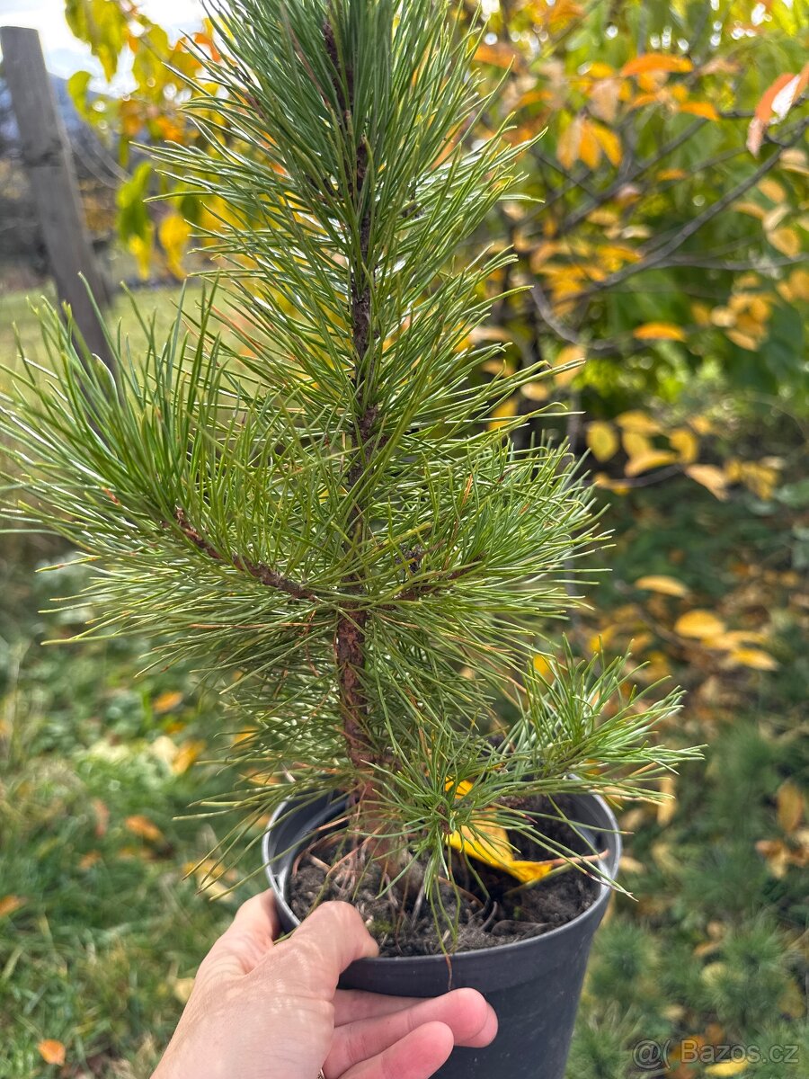 Borovice sibiřská - Pinus sibirica - Sibiřský cedr - 2