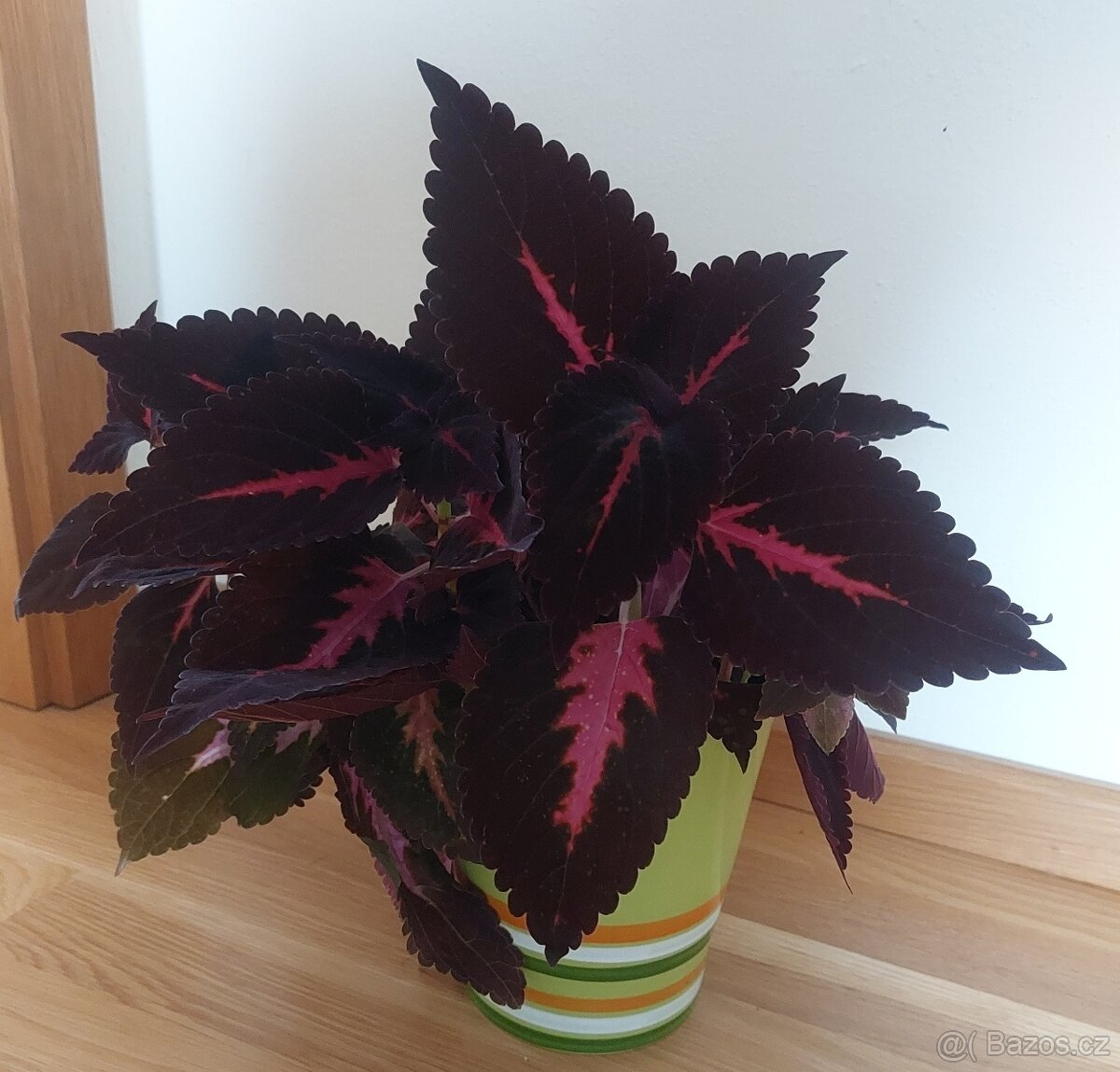 Prodám pokojovou kopřivu bez obalu - 2