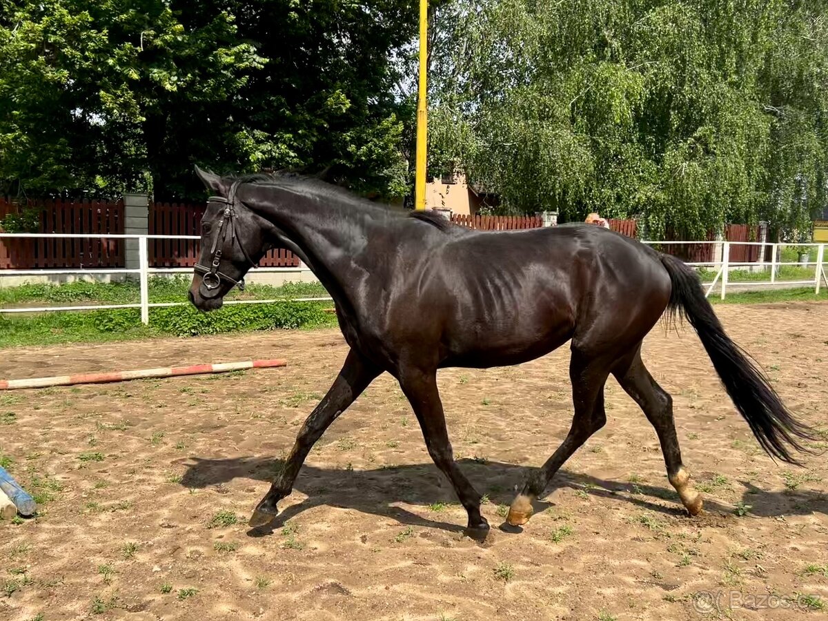 klisny čt vrané - 2