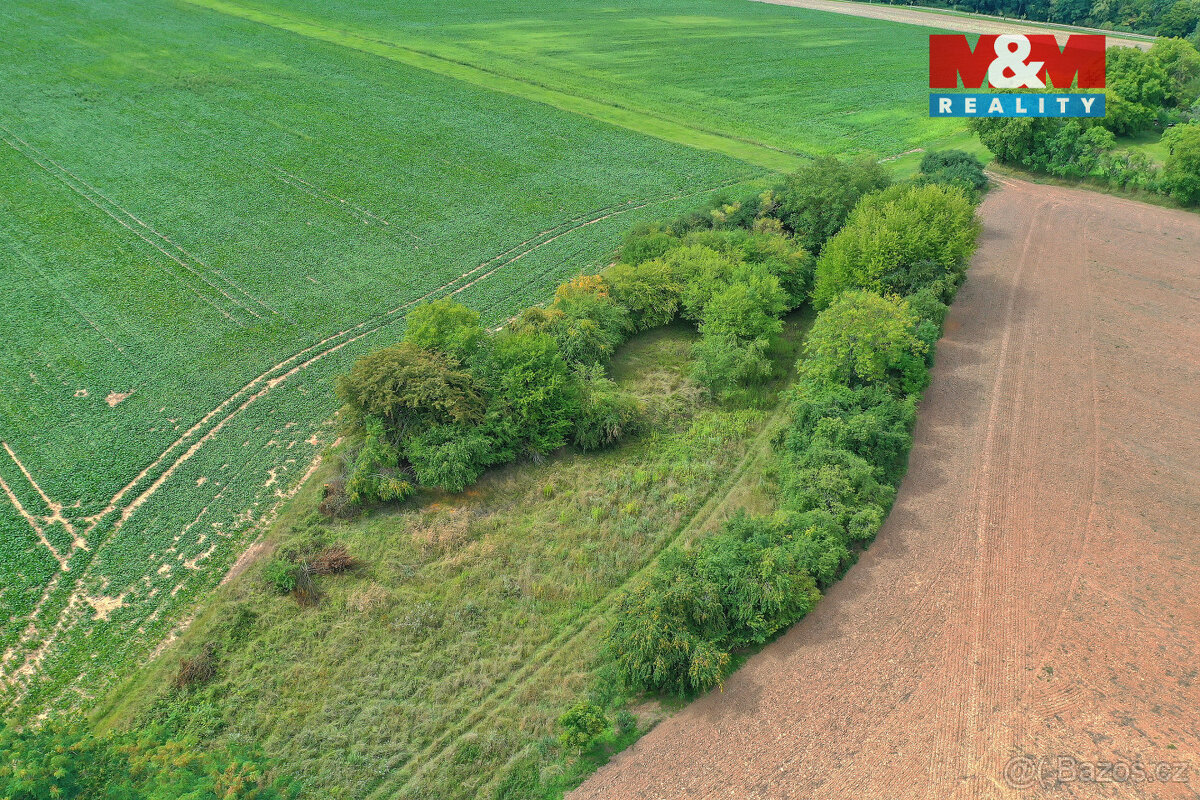 Prodej lesa, 1302 m², Velké Všelisy - 2