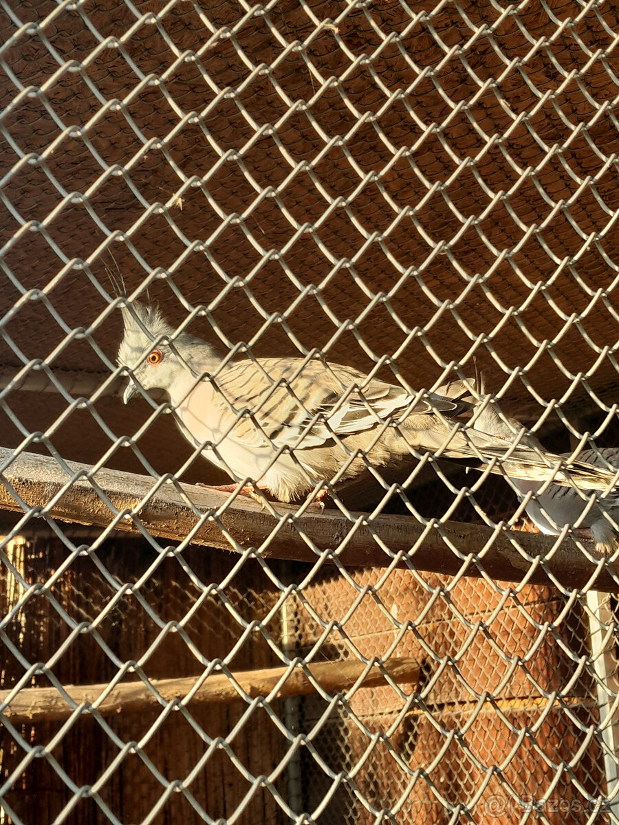 Prodám letošní 1,1 holub chocholatý . - 2