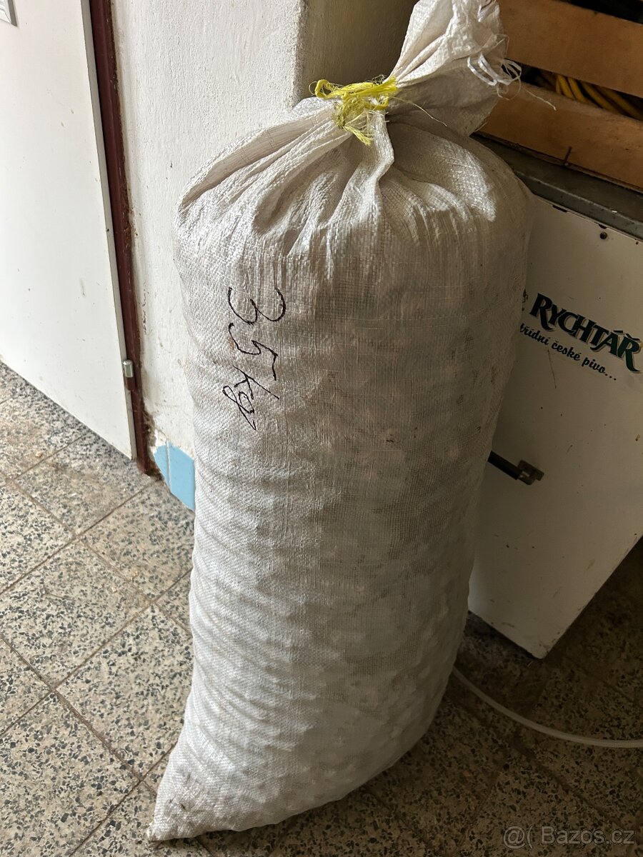 Vlašské ořechy - 2