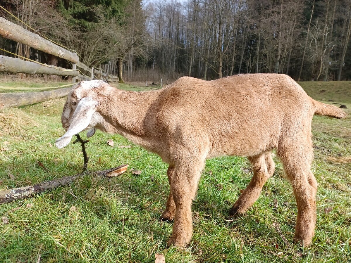 100% AN kozlík Adam - 2