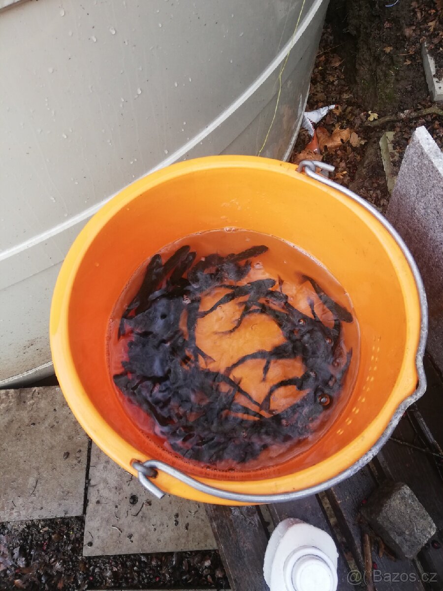 Nasada Pstruh duhový - 2