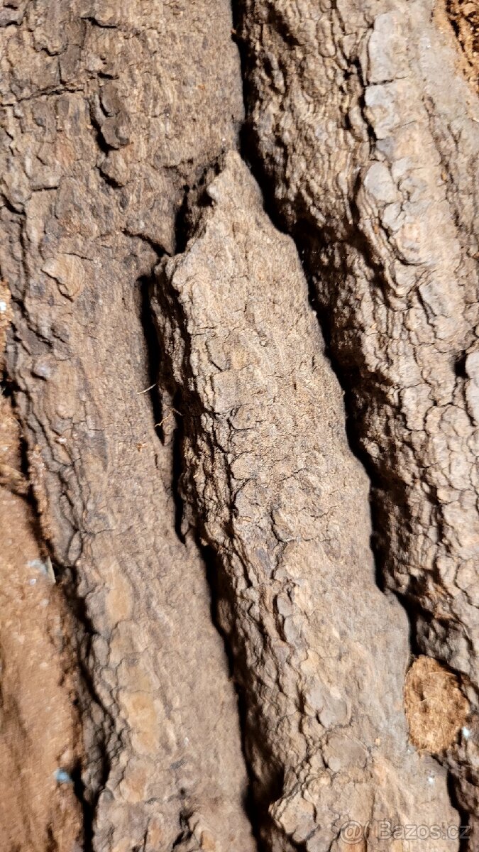 Pozadí do terária - 2