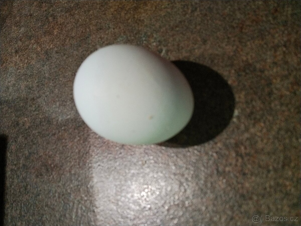 Prodám vajíčka - 2