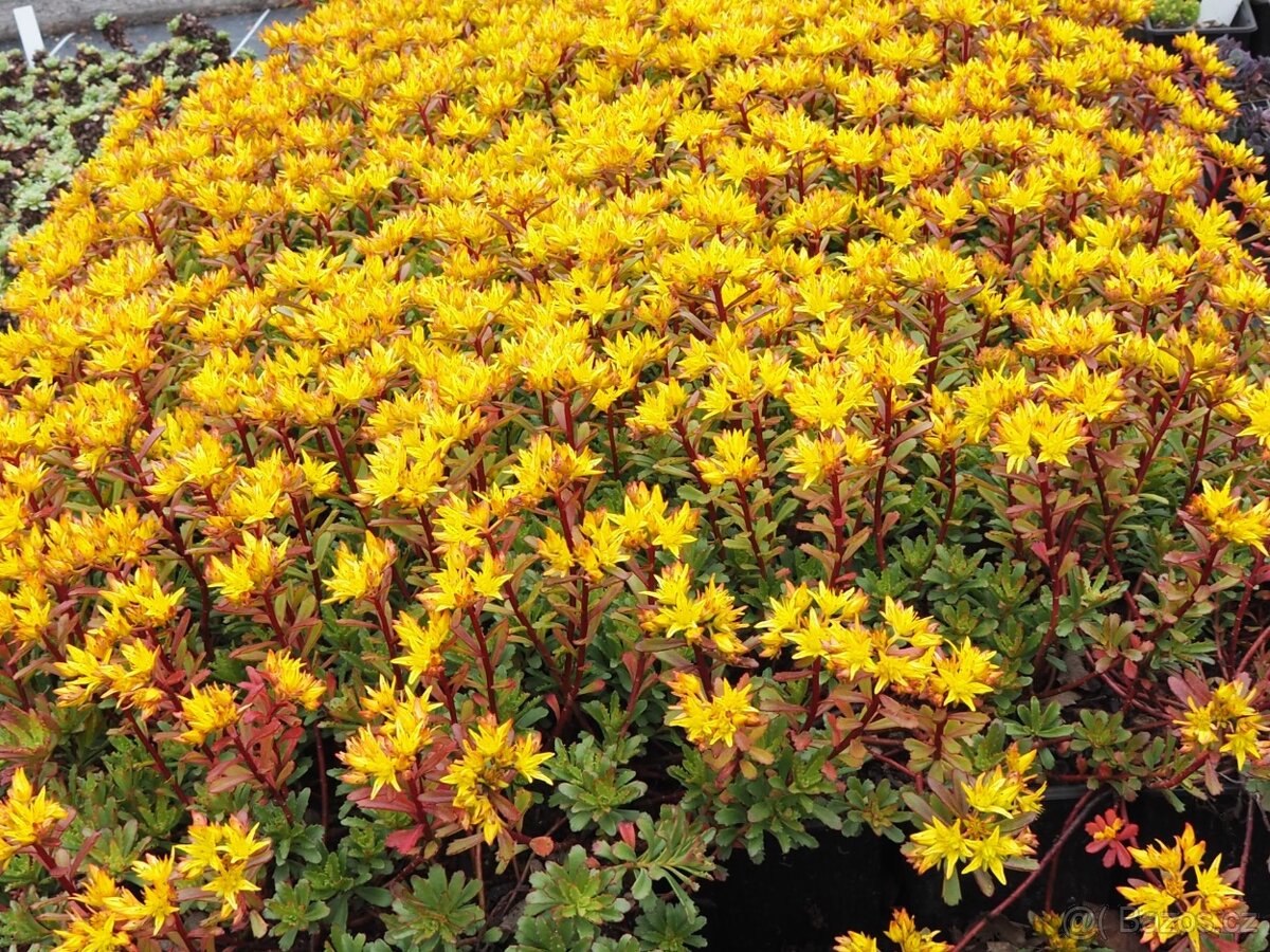 Rozchodníky půdopokryvné vhodné na zelenou střechu - 2