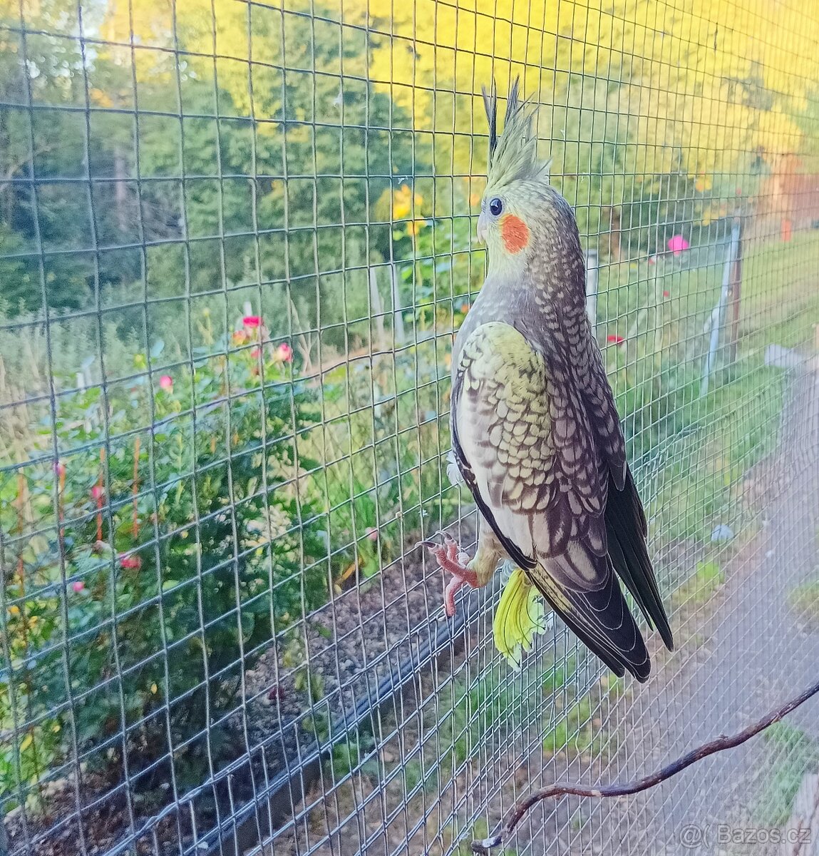 Korela chocholatá - 2