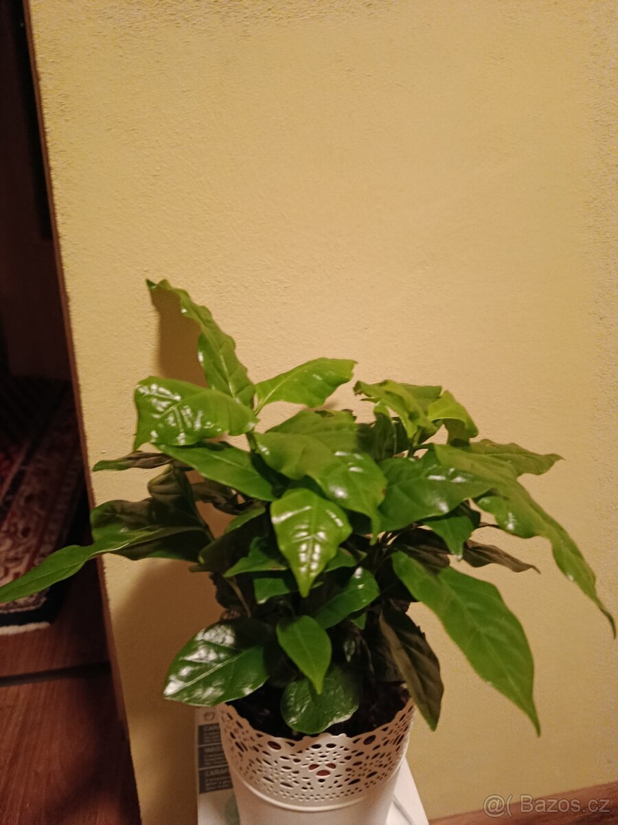 Kávovník - Coffea arabica - 2