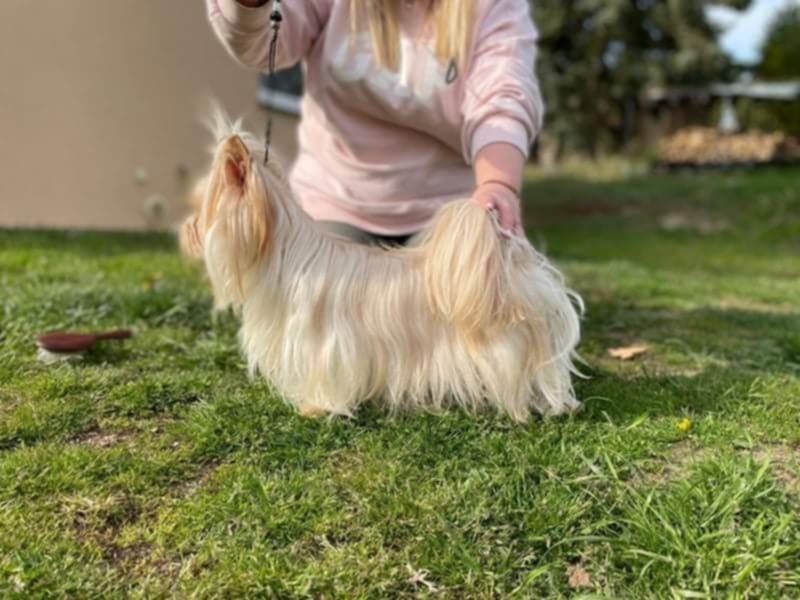 Yorkshire teriér holčička - 2