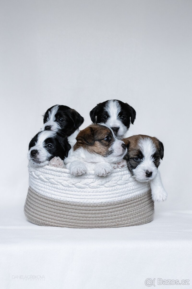 Jack Russell Teriér s PP - 2