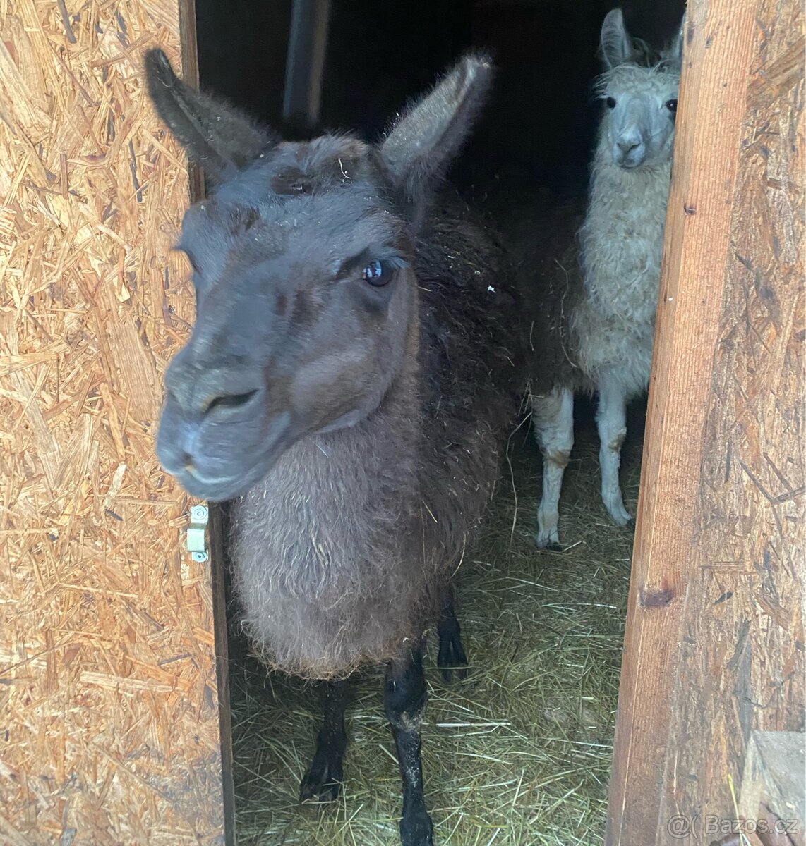 Samec lamy krotké - 2