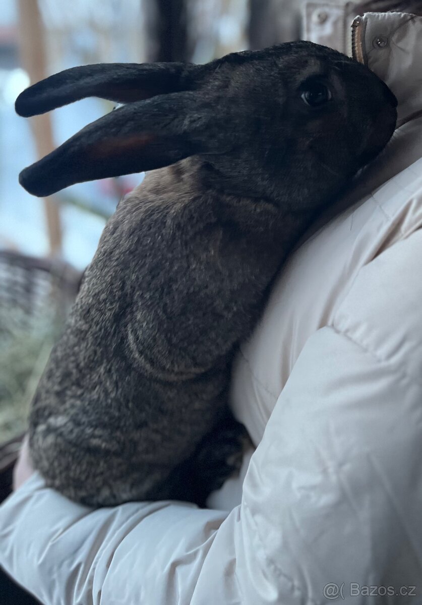 Nabízím králíky - 2