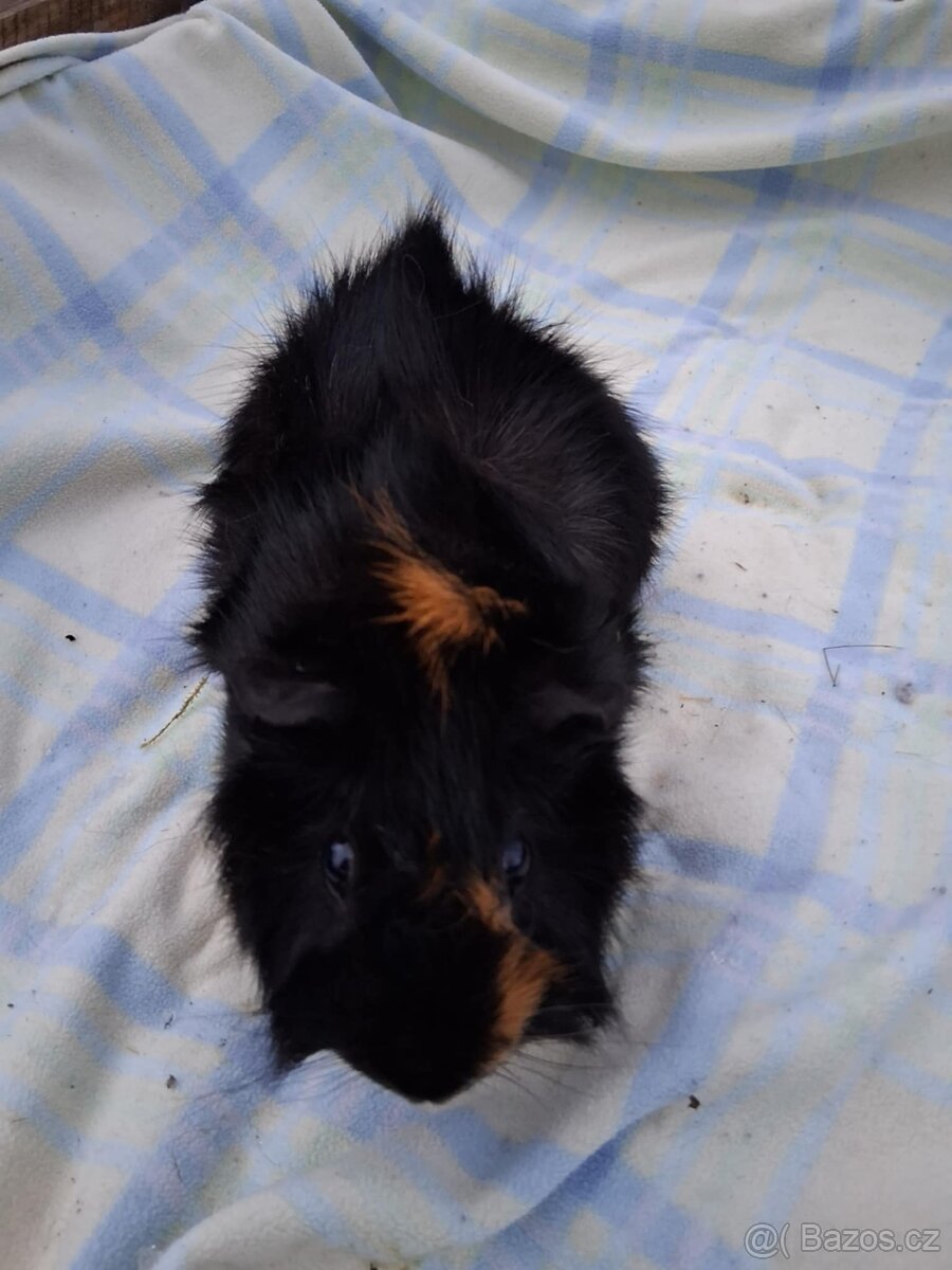 morčata - rozety - 2