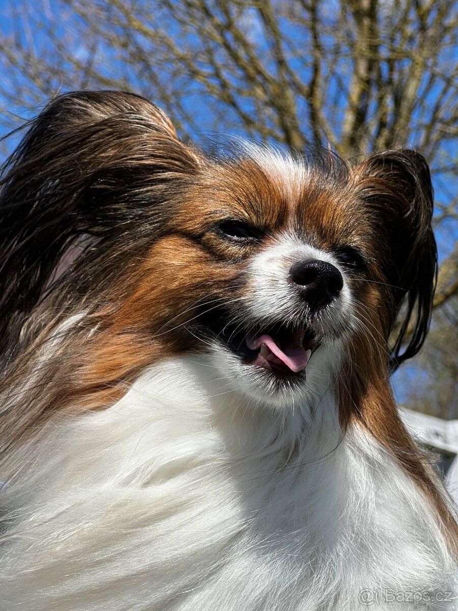 Papillon s PP - 2
