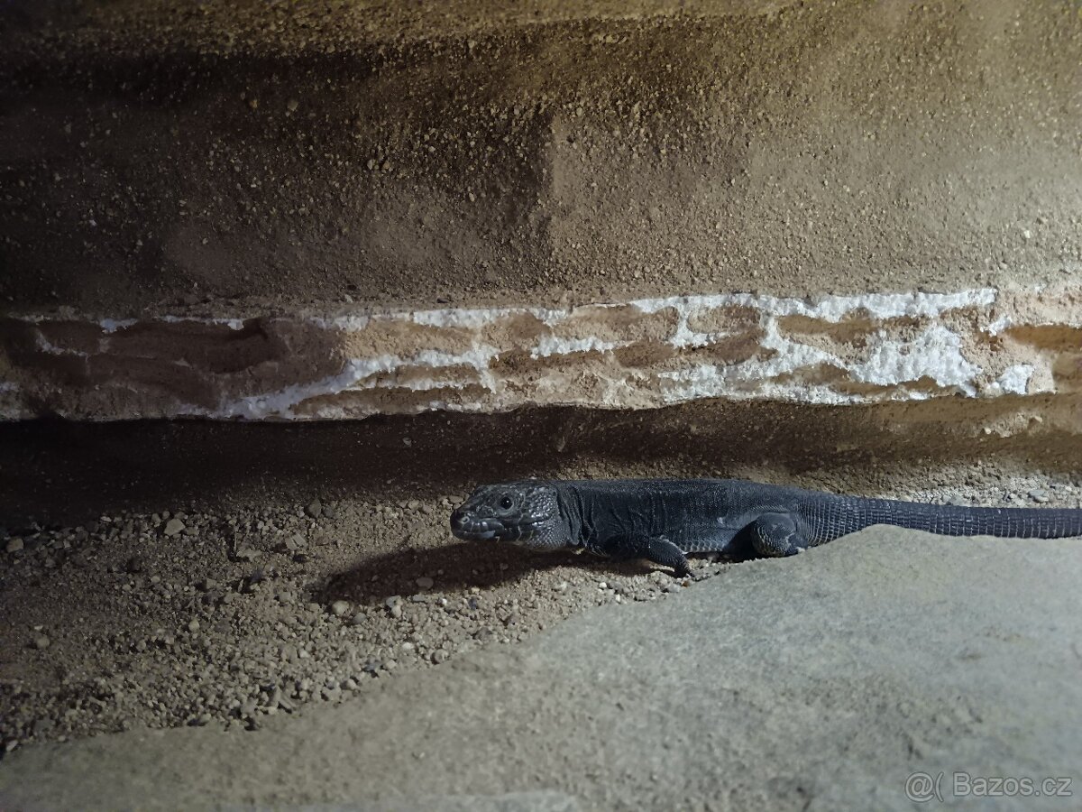 Ještěrka perlová melanistic - 2