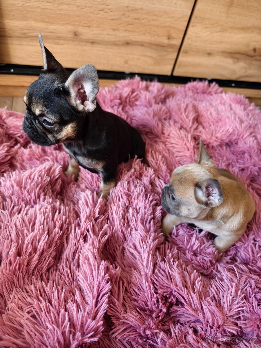 Francouzský buldoček fenečka - 2