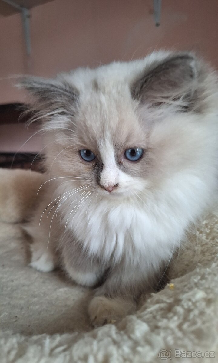 Překrásná Ragdoll kočička - 2