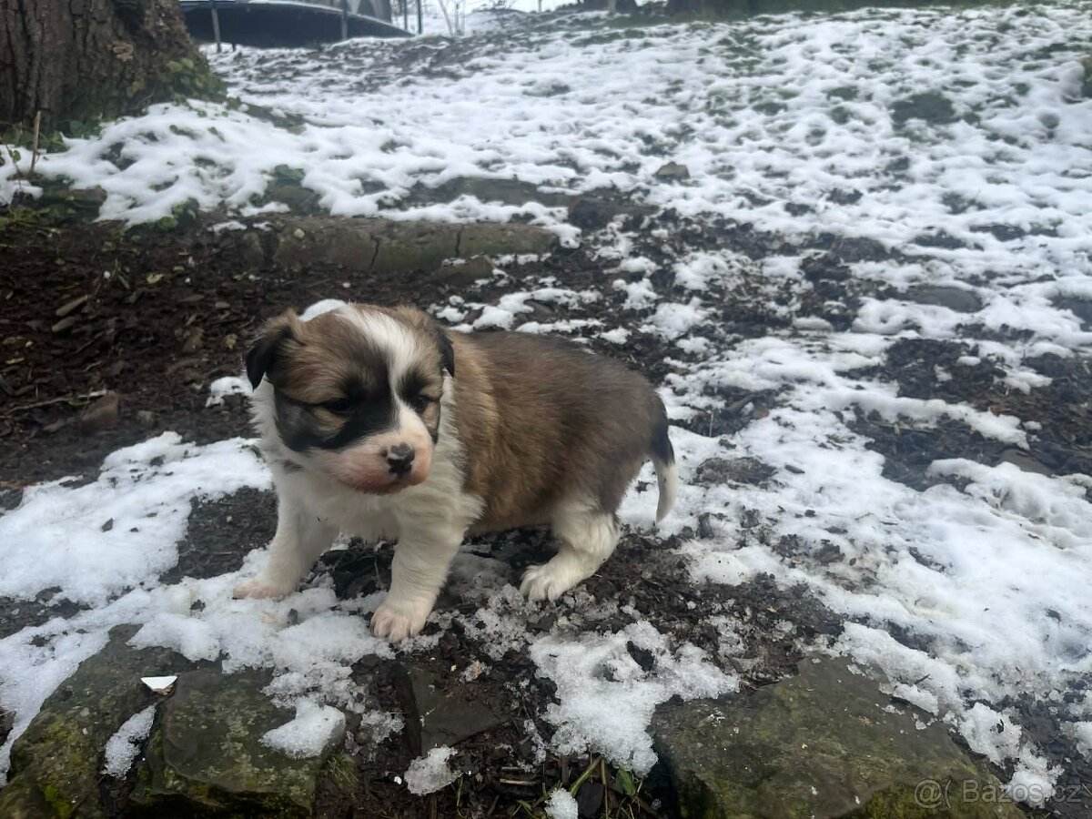 Prodám štěně border kolie - 2