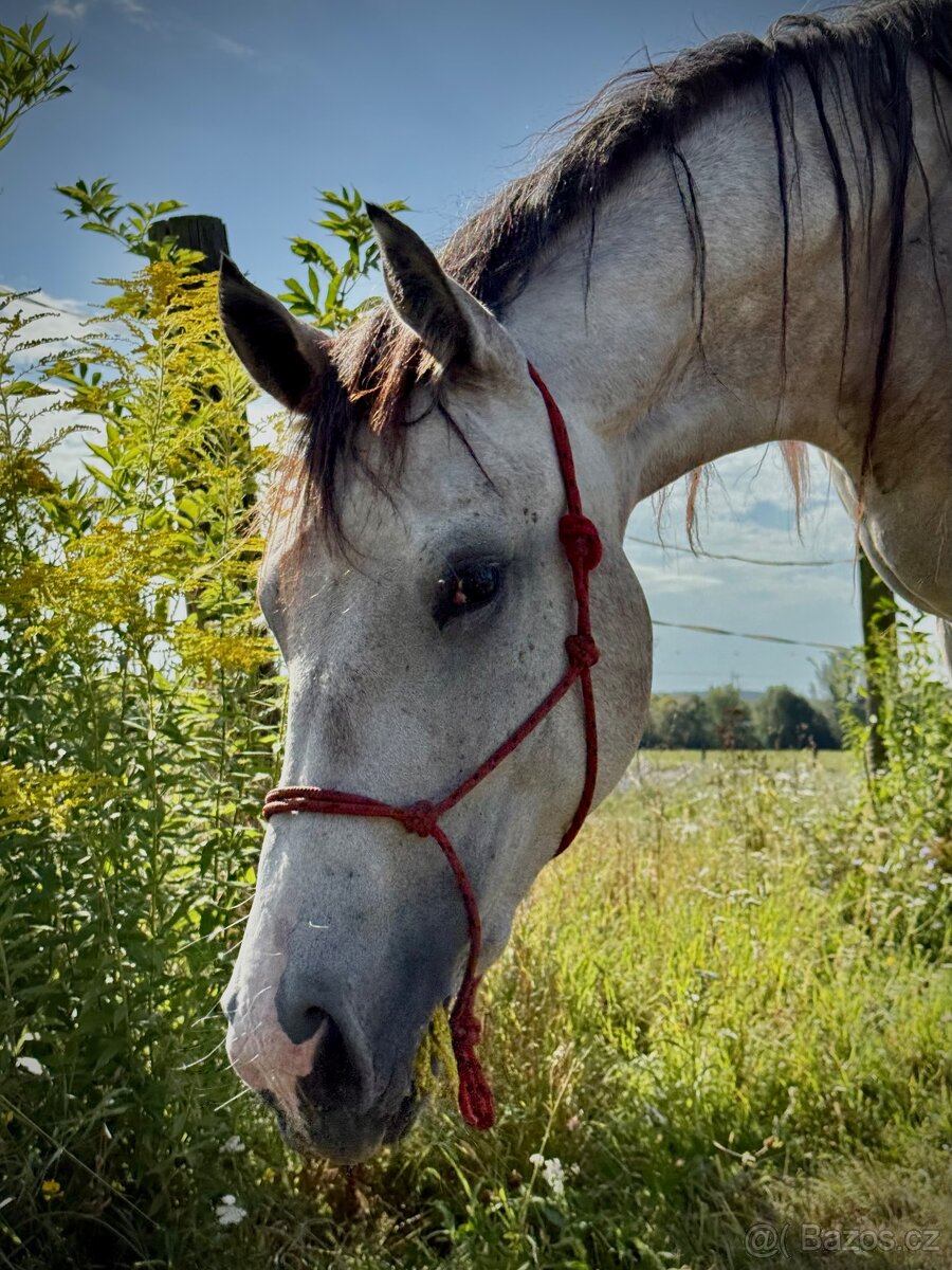 Predám dve 2.5 ročne kobylky - 2
