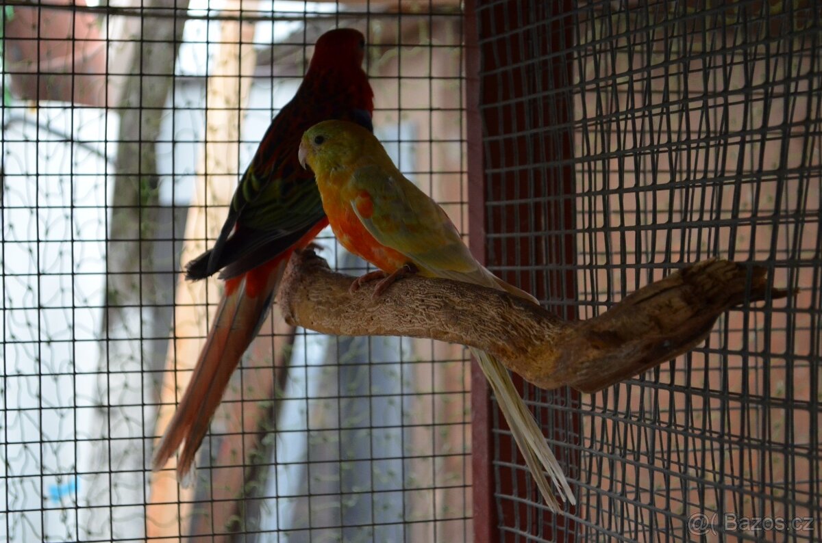 Papoušek zpěvavý - 2
