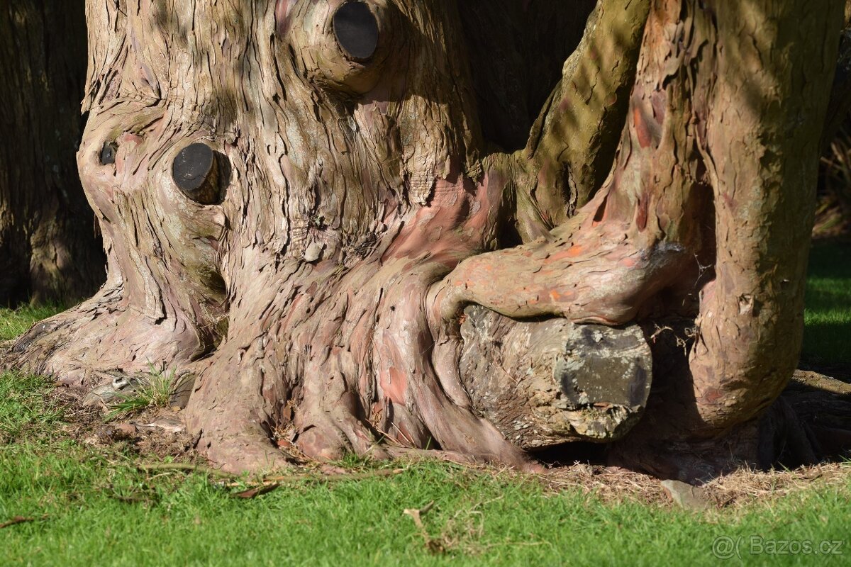 Koupím pařez, větvení, kořen stromu - 2