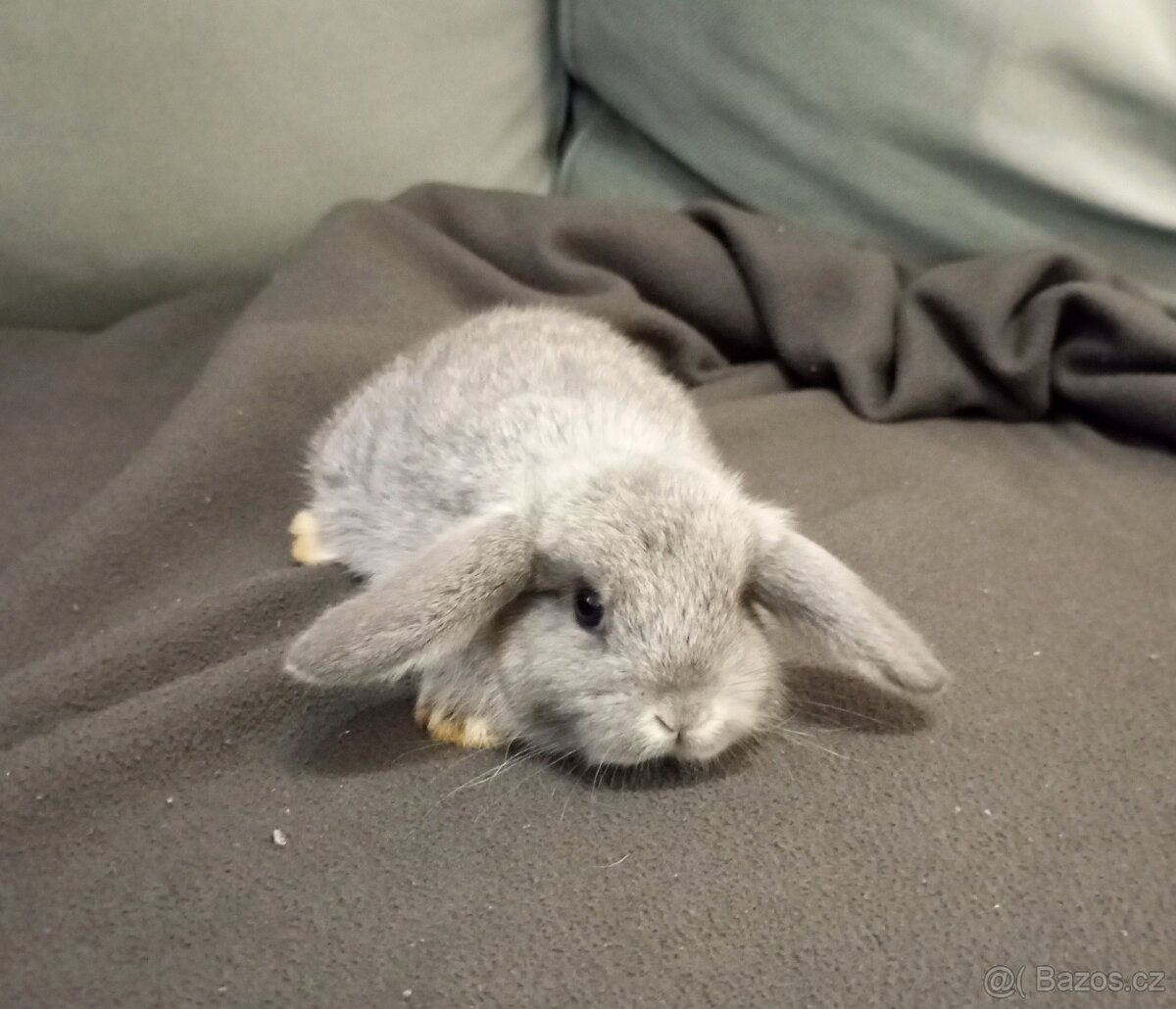 Zakrslý beránek králíček + očkování - 2